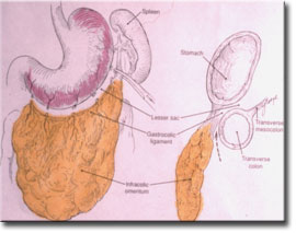 Jinekolog Jinekoloji Uzman Prof.Dr. Tugan Bee HPV ve preinvaziv servikal patolojiler Serviks kanseri Rahim kanseri Over kanseri Vulva-vajen kanseri Trofoblastik tmrler 